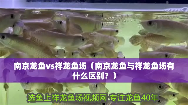 南京龍魚vs祥龍魚場(chǎng)（南京龍魚與祥龍魚場(chǎng)有什么區(qū)別？） 南京龍魚vs祥龍魚場(chǎng)（南京龍魚與祥龍魚場(chǎng)有什么區(qū)別？） 全國(guó)水族館企業(yè)名錄 第1張