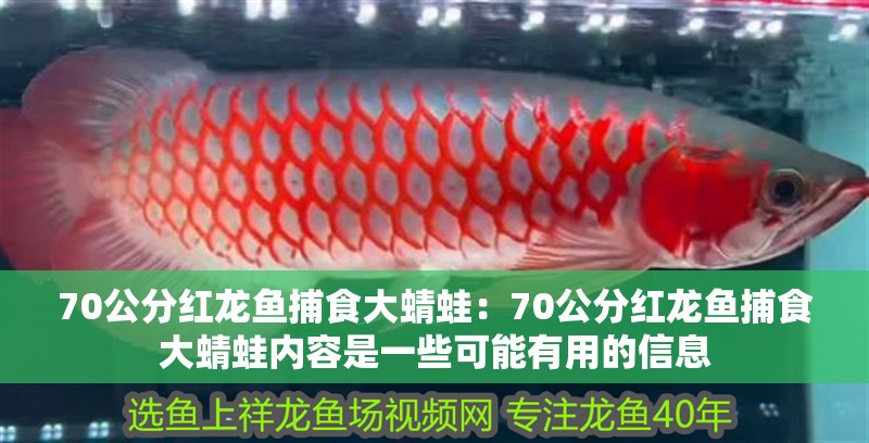 70公分紅龍魚捕食大蜻蛙：70公分紅龍魚捕食大蜻蛙內(nèi)容是一些可能有用的信息