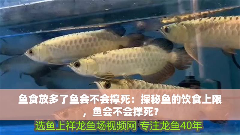 魚食放多了魚會不會撐死：探秘魚的飲食上限，魚會不會撐死？