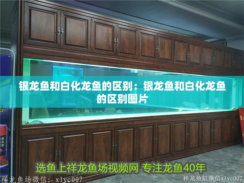 銀龍魚和白化龍魚的區(qū)別：銀龍魚和白化龍魚的區(qū)別圖片