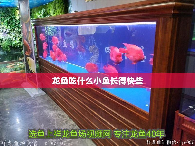 龍魚吃什么小魚長得快些