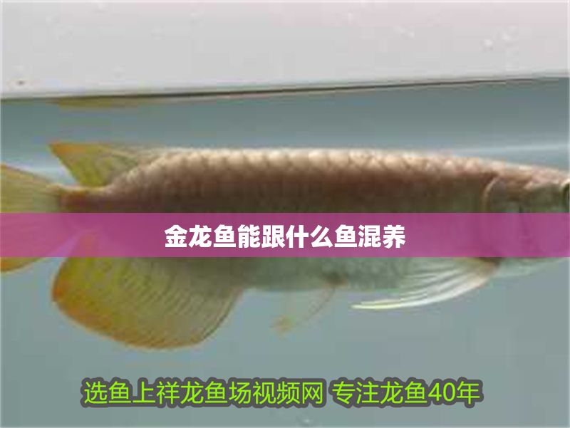 金龍魚能跟什么魚混養(yǎng)