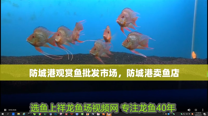 防城港觀賞魚批發市場，防城港賣魚店 防城港觀賞魚批發市場，防城港賣魚店 全國水族館企業名錄 第1張