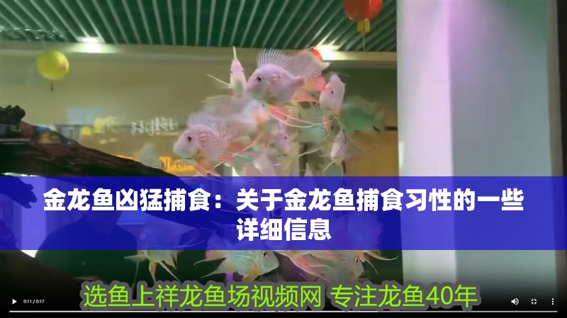 金龍魚兇猛捕食：關于金龍魚捕食習性的一些詳細信息