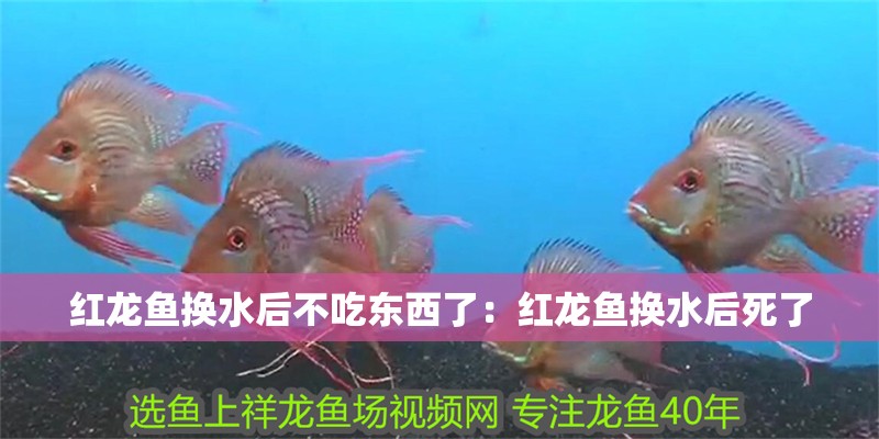 紅龍魚換水后不吃東西了：紅龍魚換水后死了