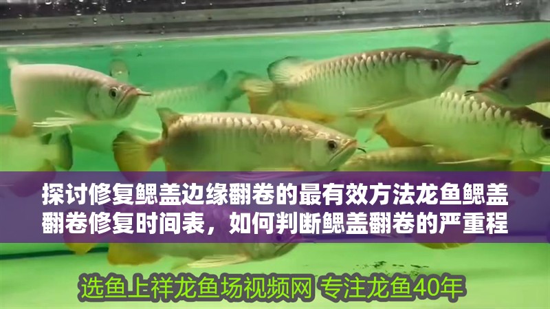 探討修復(fù)鰓蓋邊緣翻卷的最有效方法龍魚鰓蓋翻卷修復(fù)時間表，如何判斷鰓蓋翻卷的嚴(yán)重程度