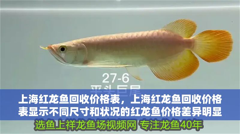 上海紅龍魚回收價(jià)格表，上海紅龍魚回收價(jià)格表顯示不同尺寸和狀況的紅龍魚價(jià)格差異明顯