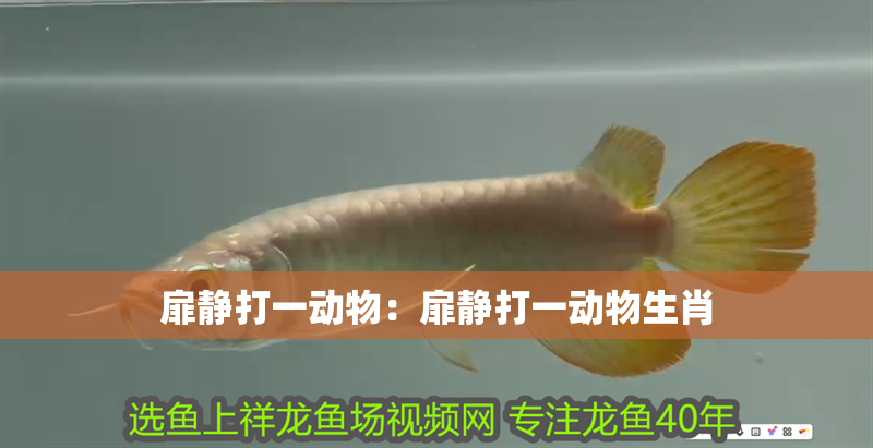 扉靜打一動物：扉靜打一動物生肖