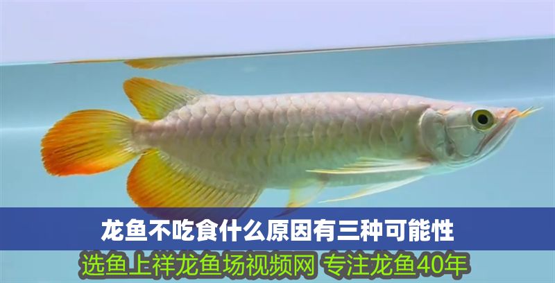 龍魚不吃食什么原因有三種可能性