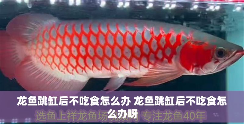 龍魚跳缸后不吃食怎么辦 龍魚跳缸后不吃食怎么辦呀