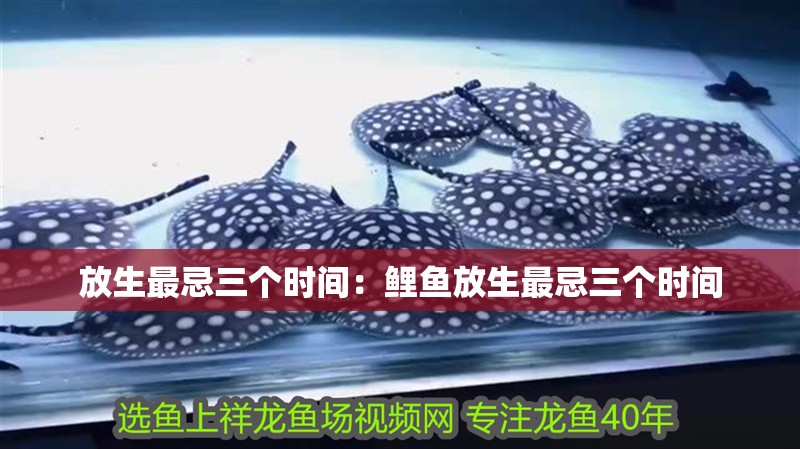 放生最忌三個時間：鯉魚放生最忌三個時間