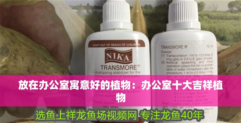 放在辦公室寓意好的植物：辦公室十大吉祥植物