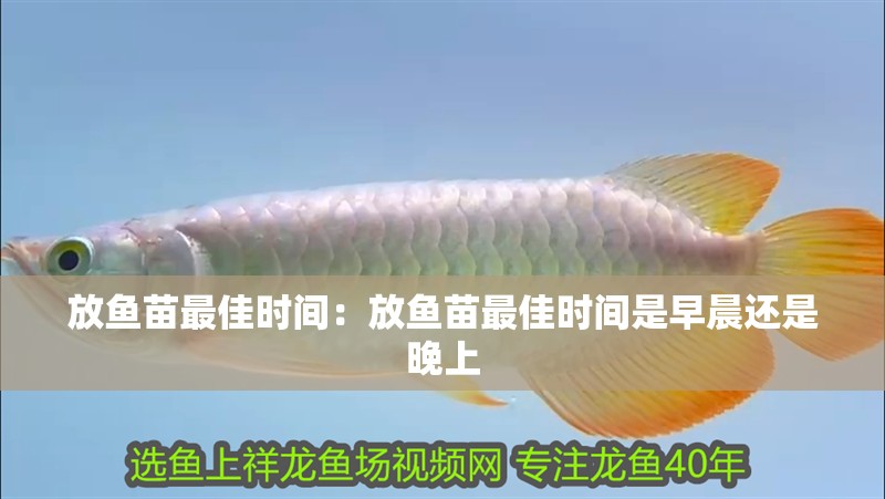 放魚苗最佳時間：放魚苗最佳時間是早晨還是晚上
