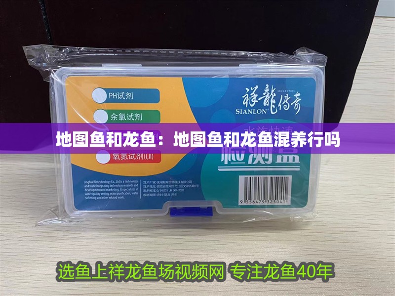 地圖魚和龍魚：地圖魚和龍魚混養(yǎng)行嗎