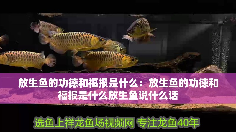 放生魚的功德和福報是什么：放生魚的功德和福報是什么放生魚說什么話