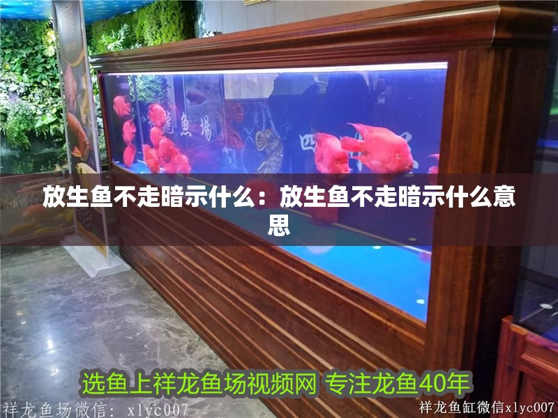 放生魚不走暗示什么：放生魚不走暗示什么意思