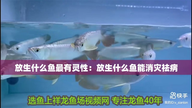 放生什么魚最有靈性：放生什么魚能消災祛病