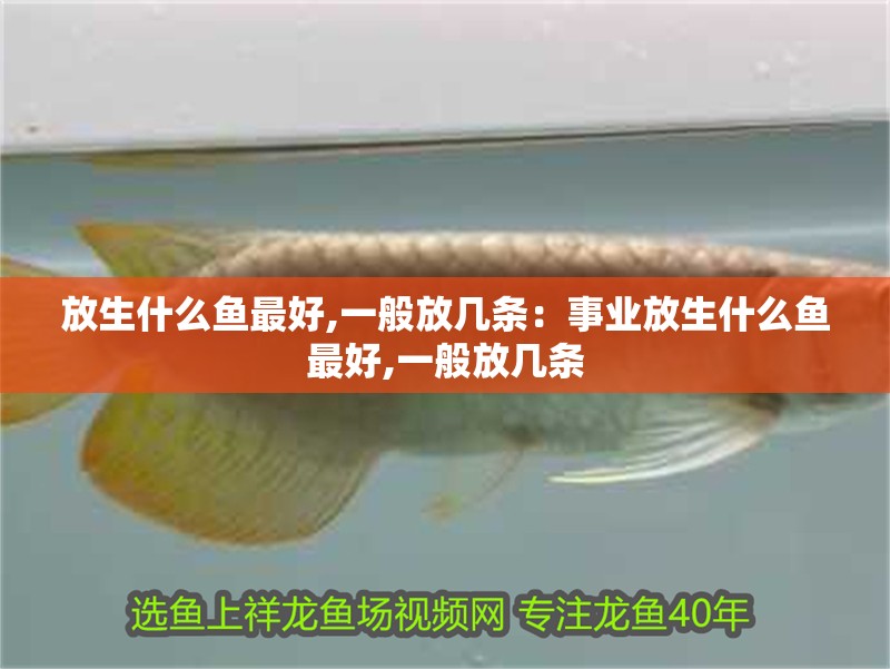 放生什么魚最好,一般放幾條：事業放生什么魚最好,一般放幾條 放生什么魚最好,一般放幾條：事業放生什么魚最好,一般放幾條 龍魚百科 第2張