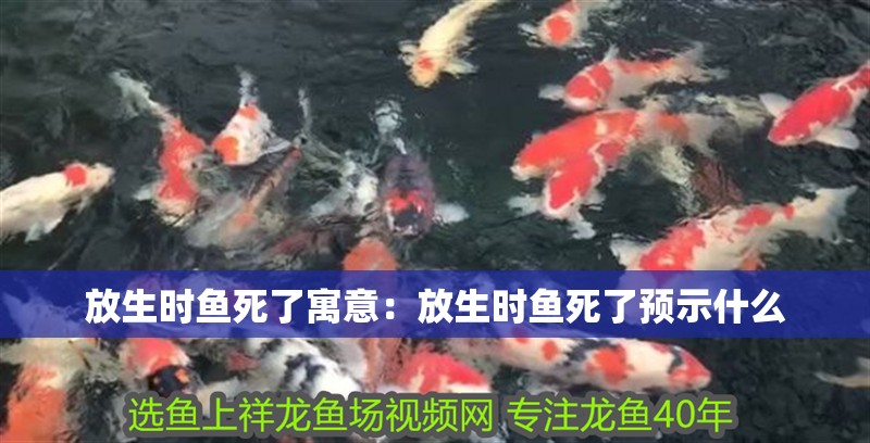 放生時(shí)魚死了寓意：放生時(shí)魚死了預(yù)示什么