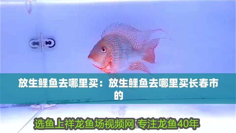 放生鯉魚去哪里買：放生鯉魚去哪里買長春市的
