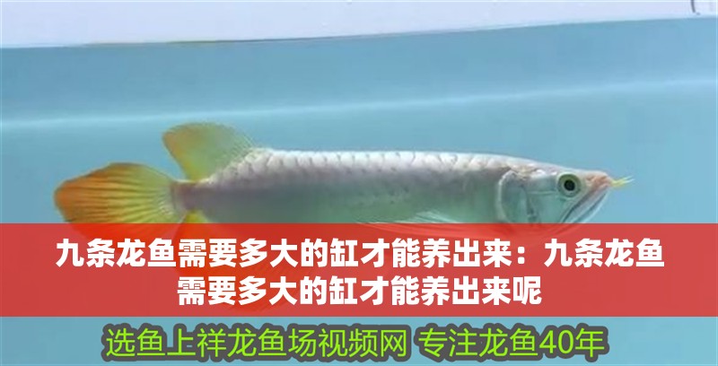 晉中市榆次區天玉水族魚缸店