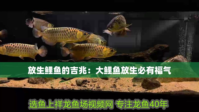 放生鯉魚的吉兆：大鯉魚放生必有福氣