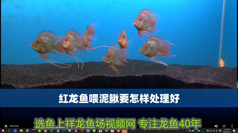紅龍魚喂泥鰍要怎樣處理好 紅龍魚喂泥鰍要怎樣處理好 龍魚百科 第1張