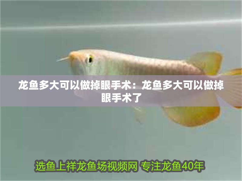 龍魚多大可以做掉眼手術(shù):龍魚多大可以做掉眼手術(shù)了 水族問答 龍魚多大可以做掉眼手術(shù):龍魚多大可以做掉眼手術(shù)了 龍魚多大可以做掉眼手術(shù):龍魚多大可以做掉眼手術(shù)了 水族問答