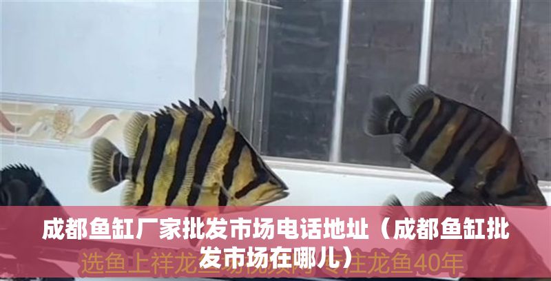 成都魚缸廠家批發(fā)市場電話地址（成都魚缸批發(fā)市場在哪兒）