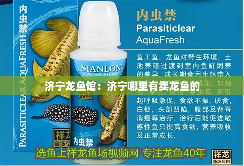 濟(jì)寧龍魚館：濟(jì)寧哪里有賣龍魚的 濟(jì)寧龍魚館：濟(jì)寧哪里有賣龍魚的 水族問答
