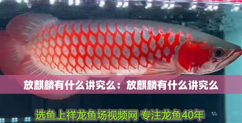 放麒麟有什么講究么：放麒麟有什么講究么