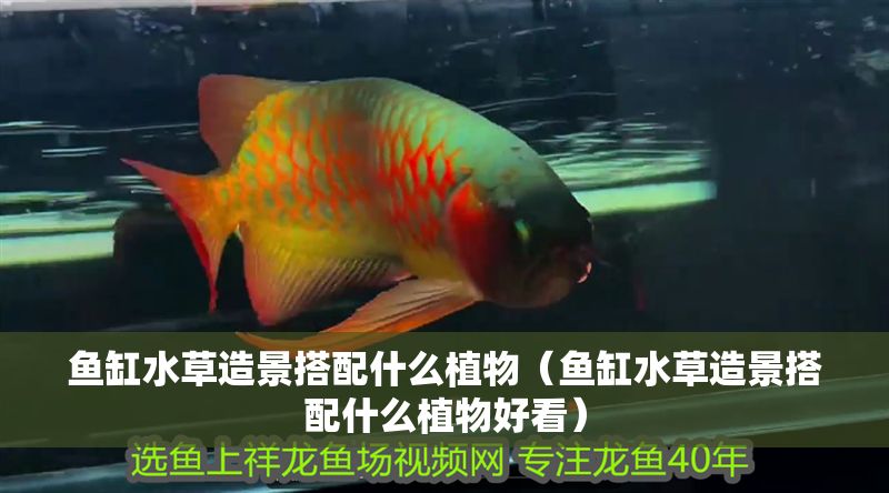 魚缸水草造景搭配什么植物（魚缸水草造景搭配什么植物好看）
