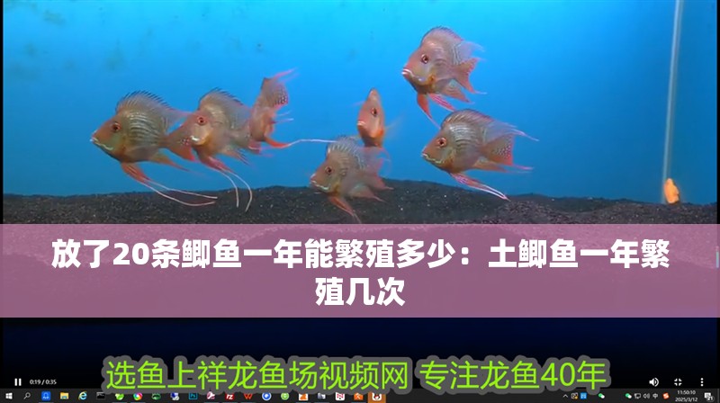 放了20條鯽魚一年能繁殖多少：土鯽魚一年繁殖幾次