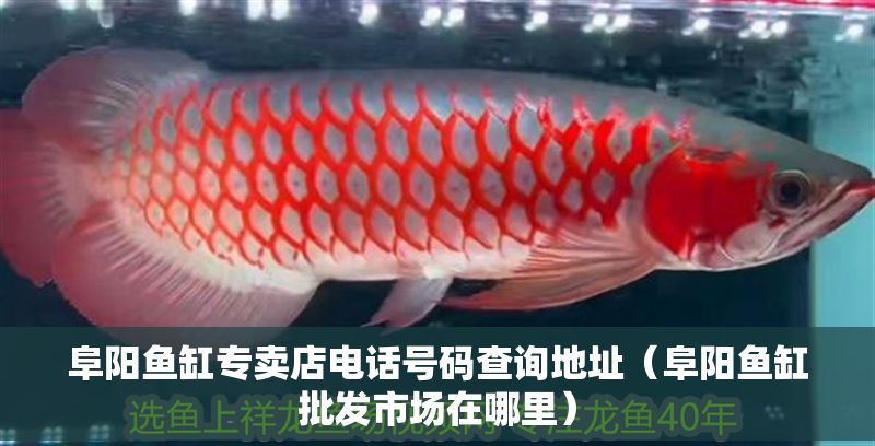 阜陽魚缸專賣店電話號碼查詢地址（阜陽魚缸批發市場在哪里）