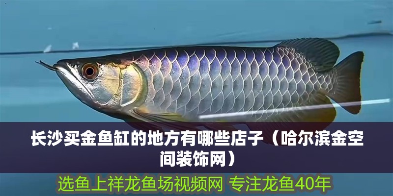 長(zhǎng)沙買金魚缸的地方有哪些店子（哈爾濱金空間裝飾網(wǎng)）