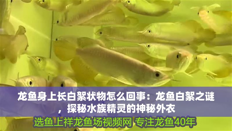 龍魚身上長白絮狀物怎么回事：龍魚白絮之謎，探秘水族精靈的神秘外衣