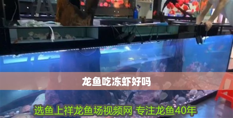 龍魚吃凍蝦好嗎