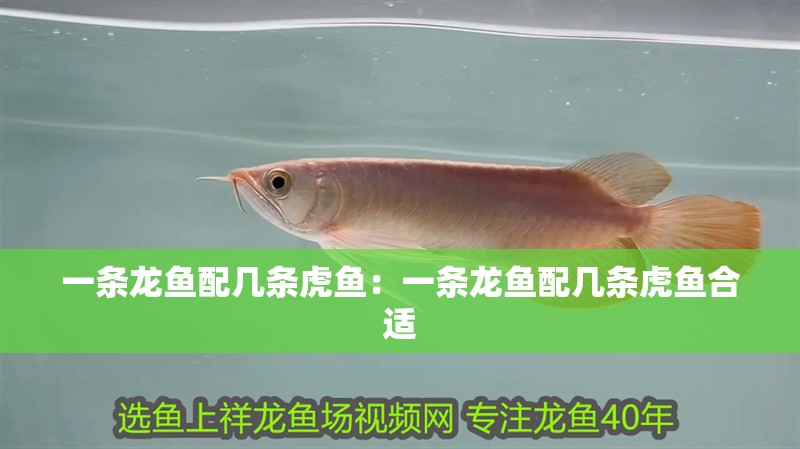 一條龍魚配幾條虎魚：一條龍魚配幾條虎魚合適 一條龍魚配幾條虎魚：一條龍魚配幾條虎魚合適 水族問答