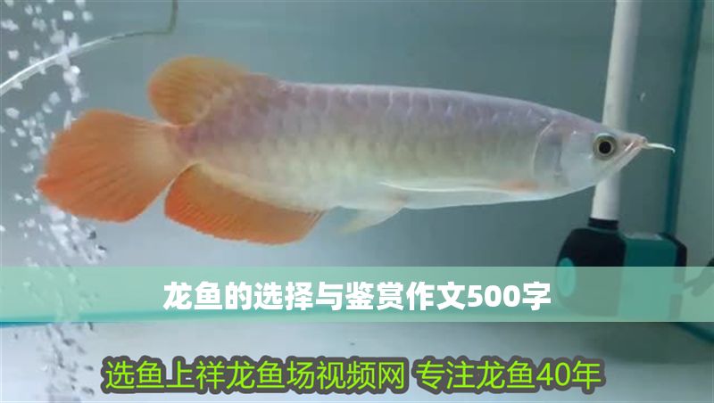 龍魚的選擇與鑒賞作文500字
