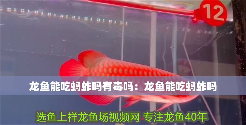 龍魚能吃螞蚱嗎有毒嗎：龍魚能吃螞蚱嗎