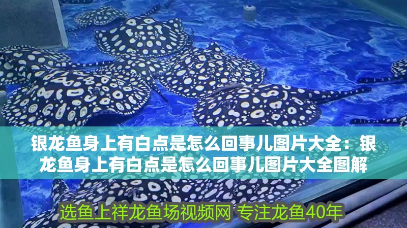 銀龍魚身上有白點(diǎn)是怎么回事兒圖片大全：銀龍魚身上有白點(diǎn)是怎么回事兒圖片大全圖解
