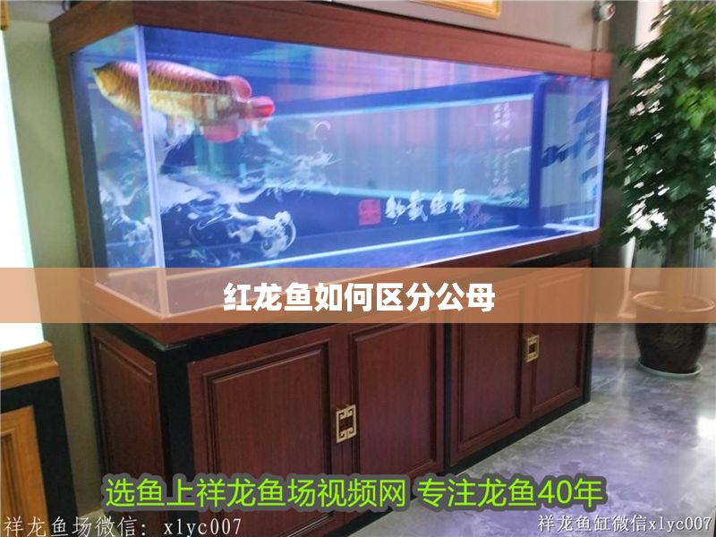 紅龍魚如何區分公母
