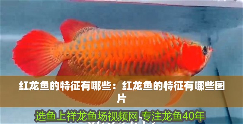 紅龍魚(yú)的特征有哪些：紅龍魚(yú)的特征有哪些圖片
