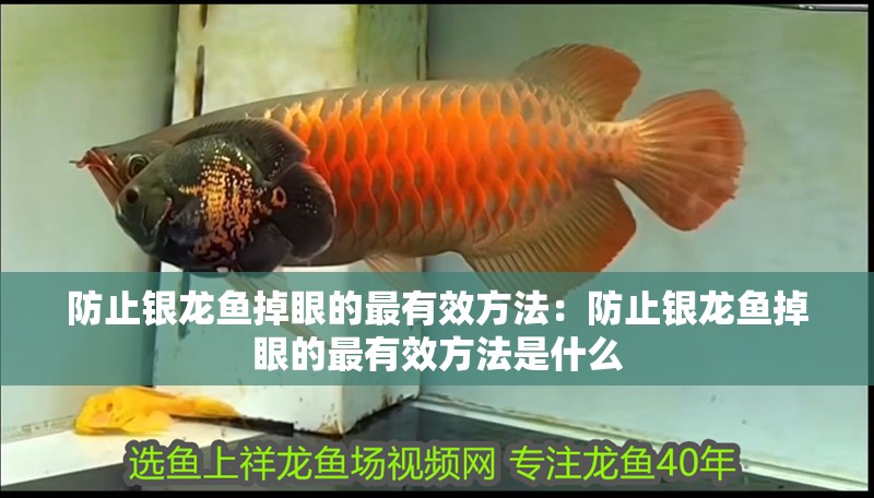 防止銀龍魚掉眼的最有效方法：防止銀龍魚掉眼的最有效方法是什么