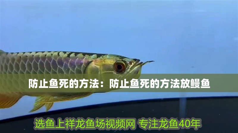 防止魚死的方法：防止魚死的方法放鰻魚