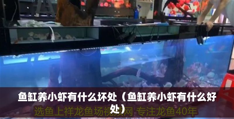 魚缸養小蝦有什么壞處（魚缸養小蝦有什么好處） 魚缸養小蝦有什么壞處（魚缸養小蝦有什么好處） 龍魚百科 第1張