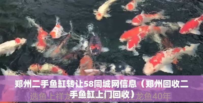 鄭州二手魚(yú)缸轉(zhuǎn)讓58同城網(wǎng)信息（鄭州回收二手魚(yú)缸上門(mén)回收） 鄭州二手魚(yú)缸轉(zhuǎn)讓58同城網(wǎng)信息（鄭州回收二手魚(yú)缸上門(mén)回收） 龍魚(yú)百科 第1張