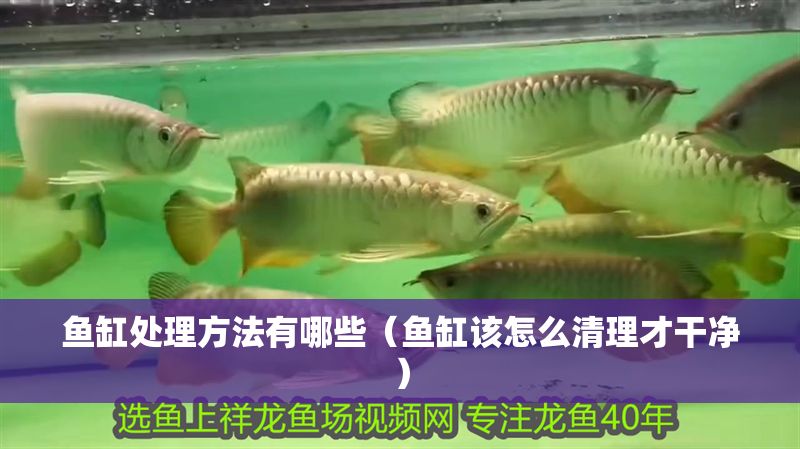 魚缸處理方法有哪些（魚缸該怎么清理才干凈） 魚缸處理方法有哪些（魚缸該怎么清理才干凈） 龍魚百科 第1張