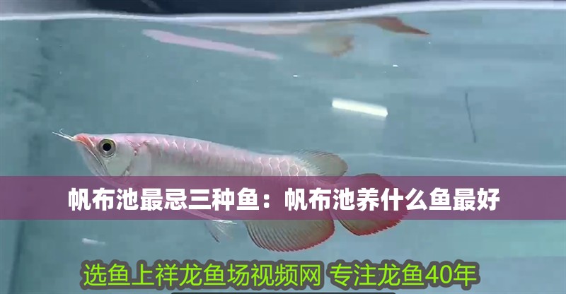 帆布池最忌三種魚：帆布池養什么魚最好