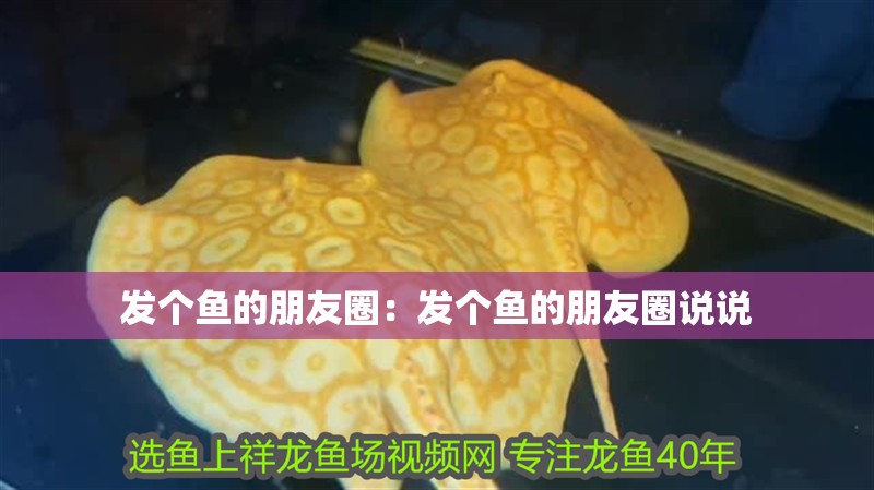 發(fā)個魚的朋友圈：發(fā)個魚的朋友圈說說